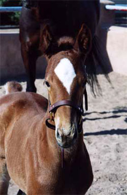 baby_horse