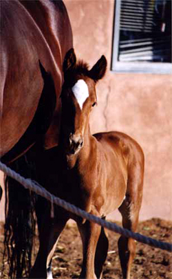 baby_horse