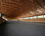 horses